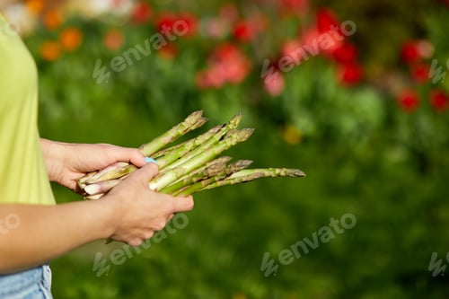 Preview: Woman holding a bunch of green asparagus in his hands outdoor