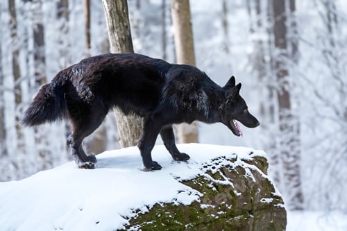 Preview: young black wolf dof