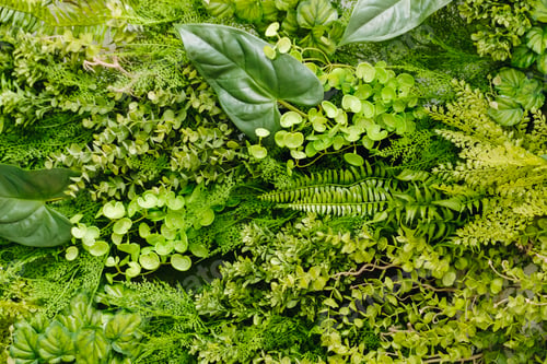 Preview: Natural textured background of green plants. The concept of natural plants
