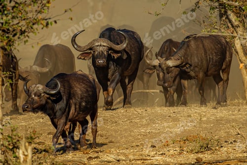 Preview: Herd of black buffalos captured on a sunny day in the middle of a desert