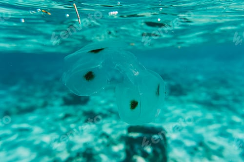 Preview: jellyfish in the crystal clear waters of cozumel snorkel
