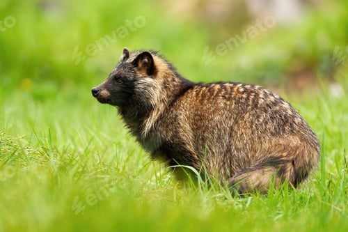 Preview: Wild raccoon dog observing surroundings in summertime