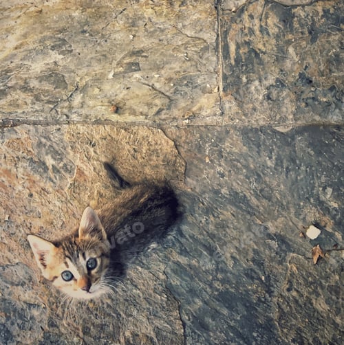Preview: A cute cat seen from above