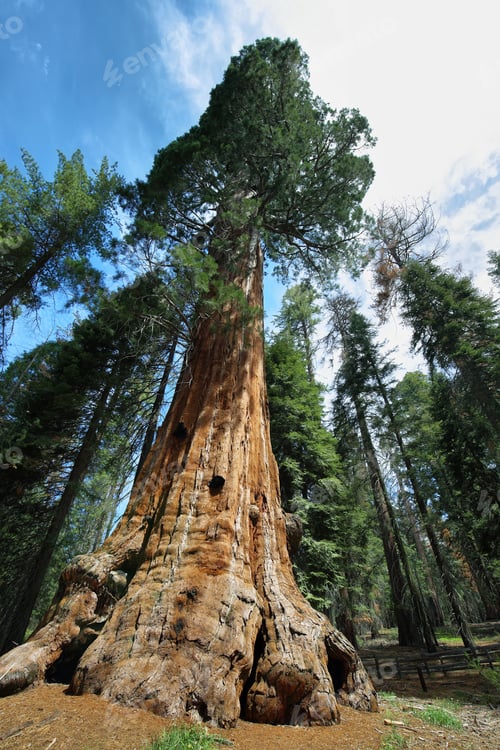 Preview: General Sherman tree in Giant Forest of Sequoia National Park
