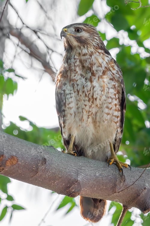 Preview: Hawk perched on a gnarled tree branch