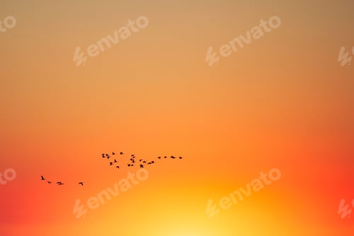 Preview: Silhouette of flock of birds in orange sky at sunset