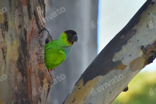Preview: wild nanday parakeet (Aratinga nenday) nesting in a tree