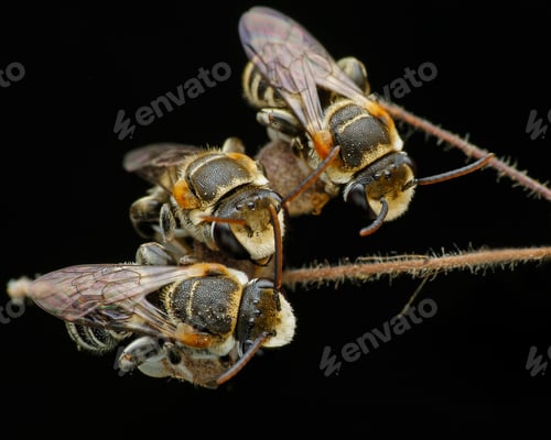 Preview: bee