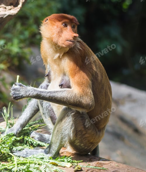Preview: proboscis monkey in a zoo
