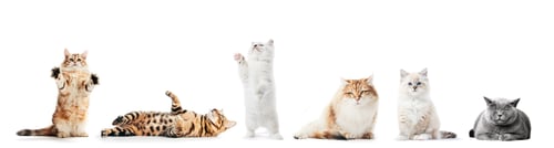 Preview: Collection of purebred cats isolated on white