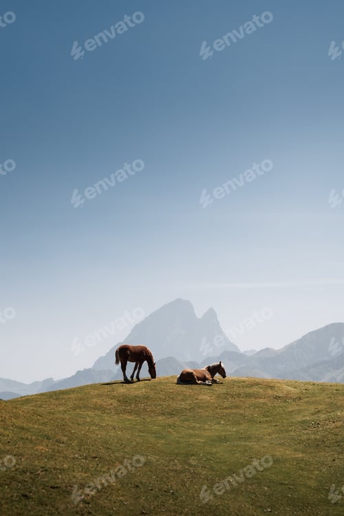 Preview: Brown horses grazing and resting peacefully on a green meadow in the pyrenees mountains