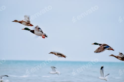 Preview: Beautiful shot of ducks flying over the sea on a gloomy day