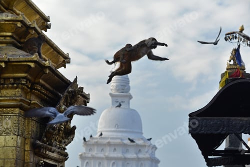 Preview: Jumping monkey with her baby from the roof of Swayambhunath temple. Nepal