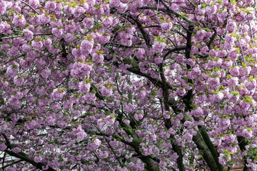 Preview: Beautiful background of blossoming sakura branches.