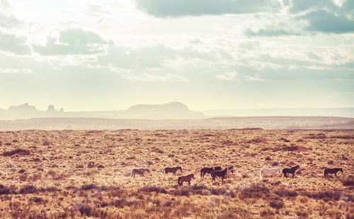 Preview: Horse in prairie