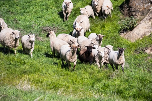 Preview: Sheep running down a hill