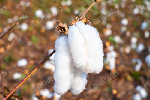 Preview: Cotton ball