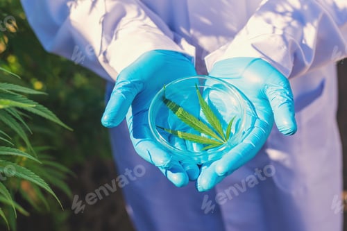 Preview: A doctor holding a medical cannabis study. Selective focus.