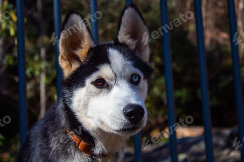 Preview: Husky dog with different colored eyes
