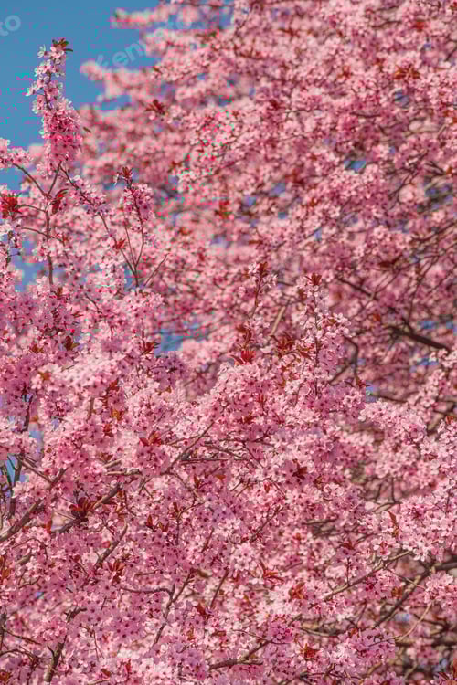 Preview: Cherry orchard in bloom, pink blossoming tree branches in spring