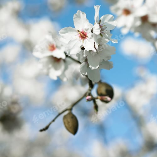 Preview: Almond tree flowers