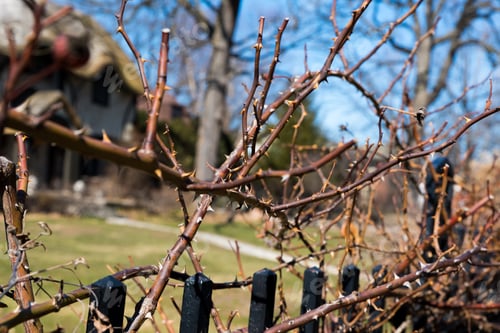 Preview: Plant With Spines Wrapped Around A Metal Fence