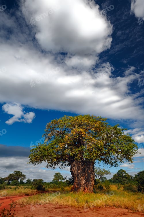 Preview: Solitary baobab tree stands proudly on a dirt road, surrounded by lush green bushes.