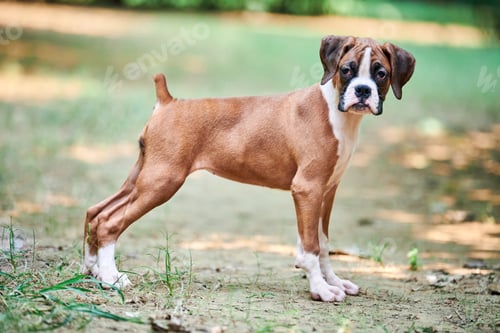 Preview: Boxer dog puppy full height portrait at outdoor park walking, green grass background