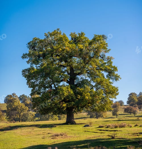 Preview: Scenic view of green trees on a grassy landscape under a clear blue sky