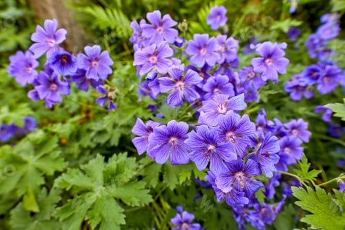 Preview: Summer garden