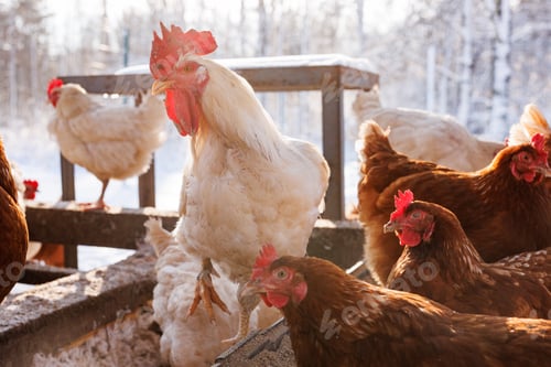 Preview: chicken walking on an eco-poultry farm in winter, free-range chicken farm