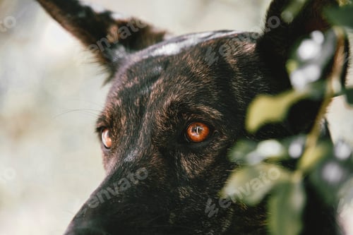Preview: Dogs eyes