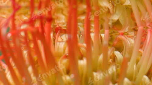 Preview: A bright orange flower.Stock footage.The water into which the tropical flower was lowered