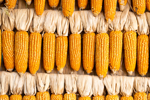 Preview: Background of corn that has row to dry for keepting