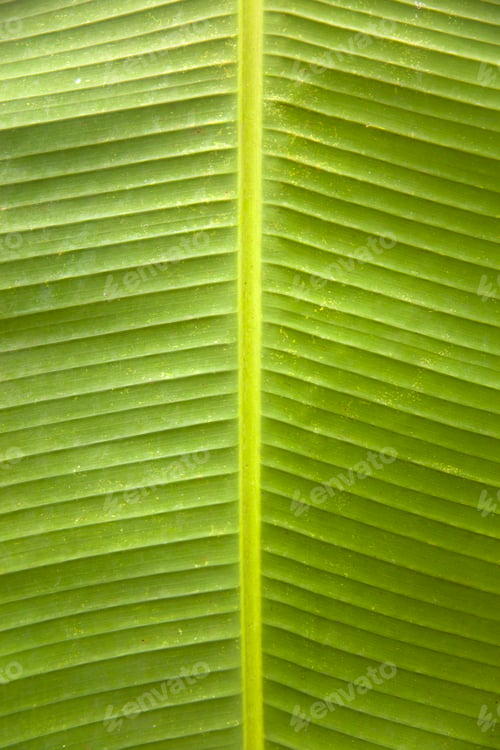 Preview: Texture of the green palm leaf