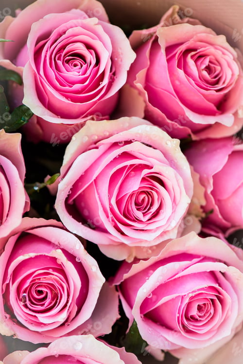 Preview: Bouquet of beautiful pink roses