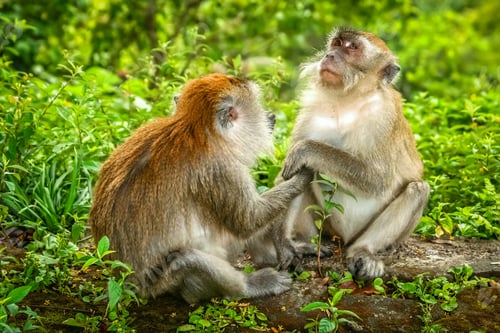 Preview: Two Macaques monkeys
