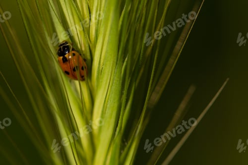 Preview: Ladybug on the wheat grain