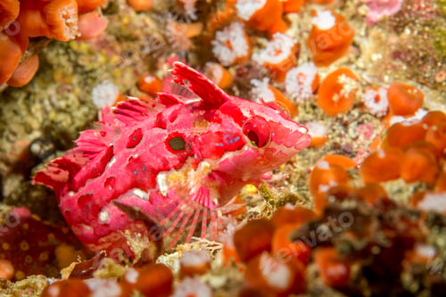 Preview: Crevice kelpfish in Channel Islands