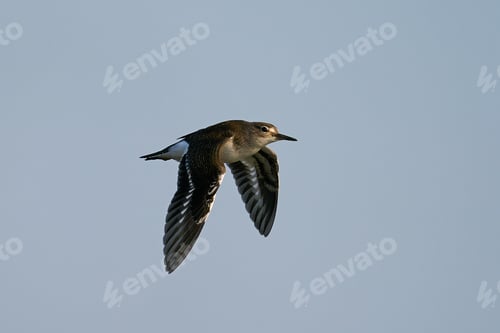 Preview: Common sandpiper (Actitis hypoleucos)