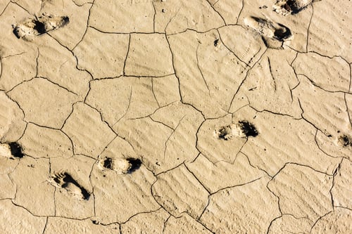 Preview: details of a dried cracked seabed