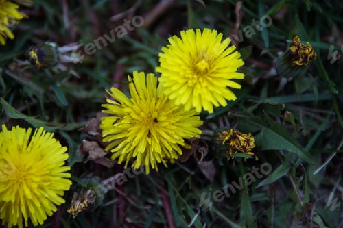 Preview: Dandelion