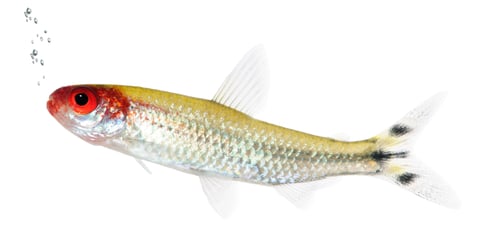 Preview: Hemigrammus bleheri fish