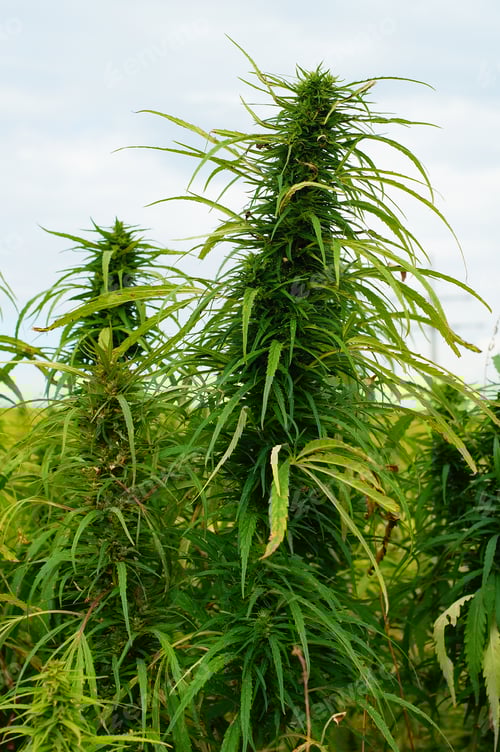 Preview: Fruit stand of a hemp plant.