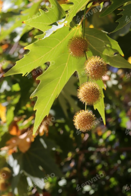 Preview: The seeds of the plane tree