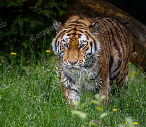 Preview: Siberian tiger walking in a green meadow surrounded by yellow flowers