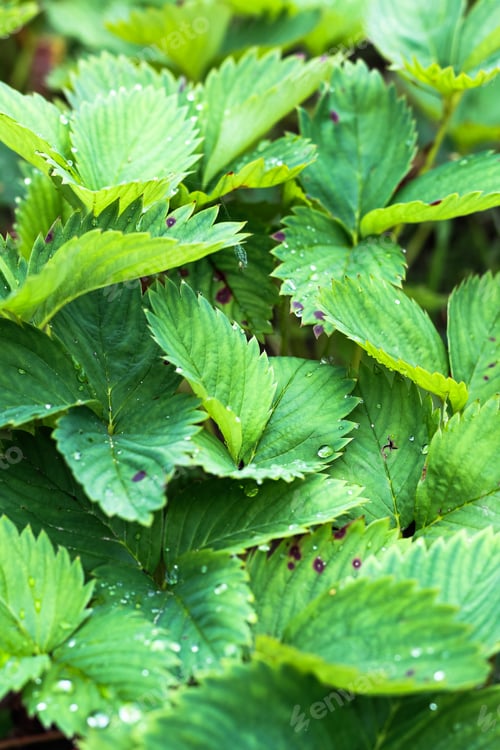 Preview: Green natural background from only strawberry leaves.