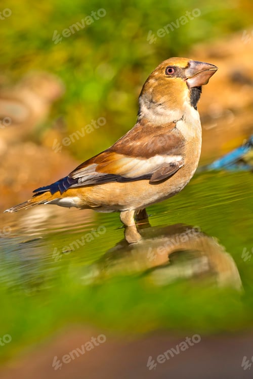 Preview: Hawfinch, Mediterranean Forest, Spain