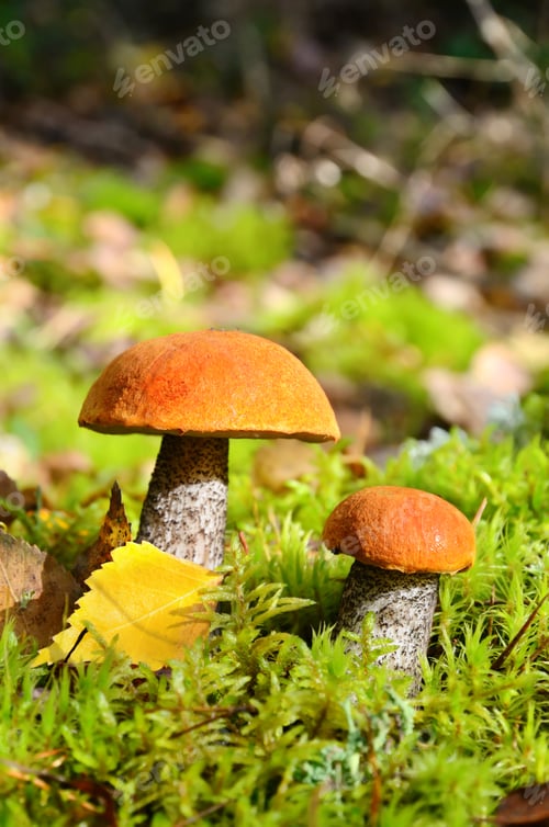 Preview: Mushrooms in forest