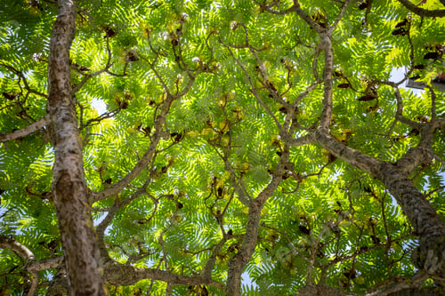 Preview: Staghorn Sumac tree, Austria